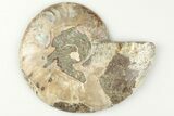 Bargain, Cut & Polished Ammonite Fossil (Half) - Madagascar #200062-1